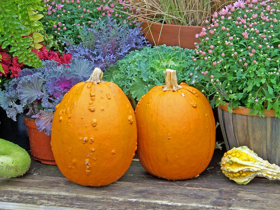 Flowers halloween still