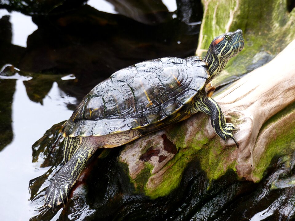 Turtle water nature