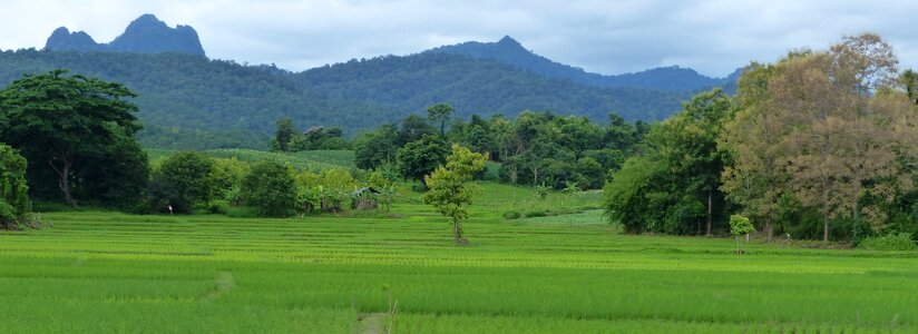 Landscape rice thailand