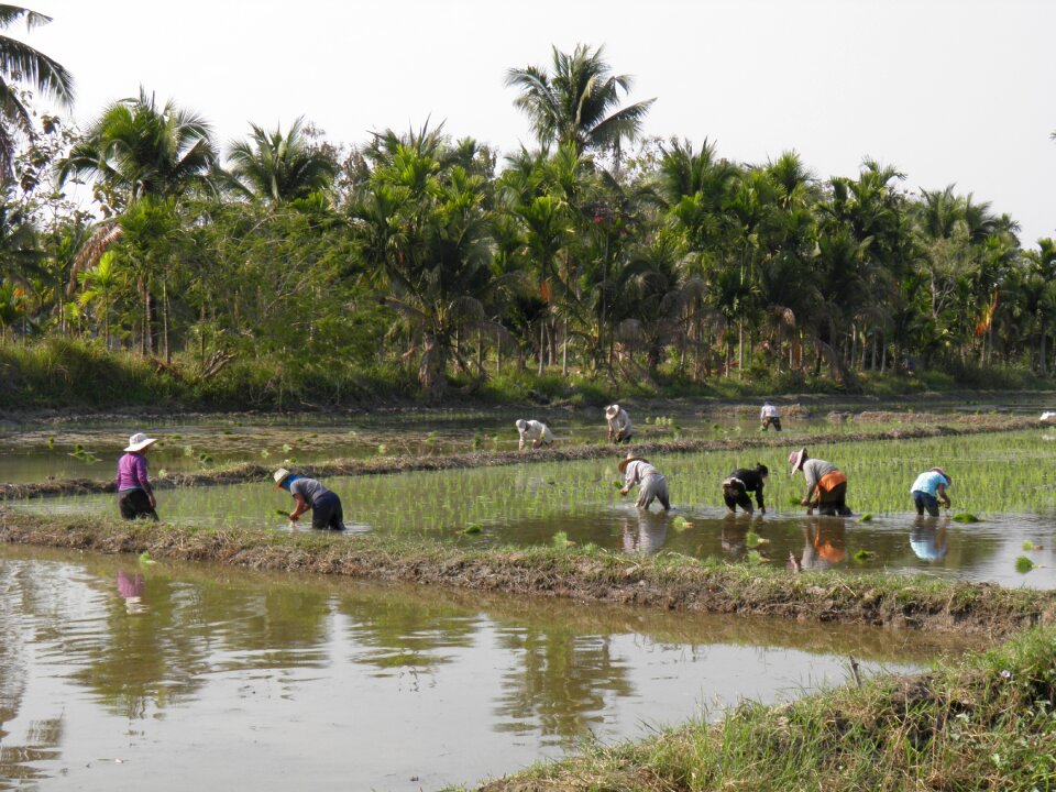 Rice chiang mai thailand