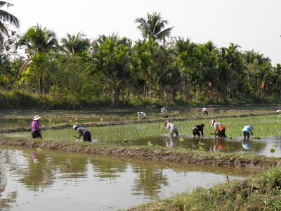 Rice chiang mai thailand