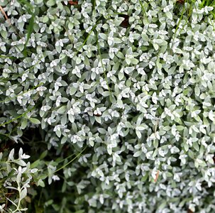 Perennial plant flowers