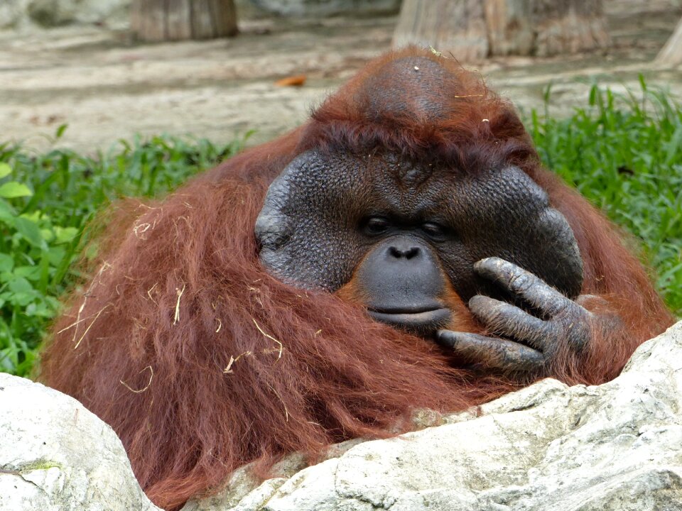 Zoo chiang mai thailand