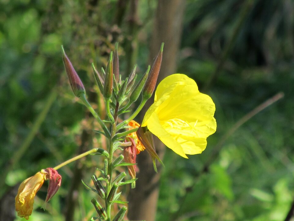 Yellow flower summer flowers