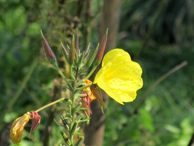Yellow flower summer flowers