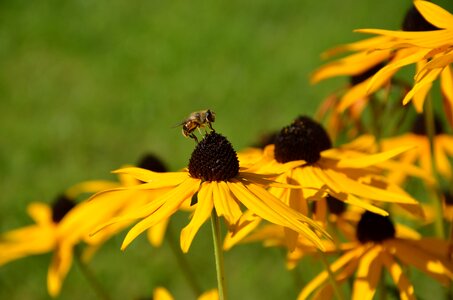 Autumn flower meadow photo