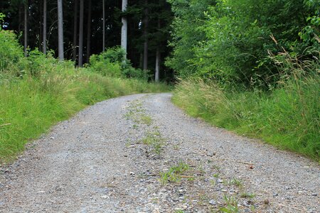 Pebble forest nature photo