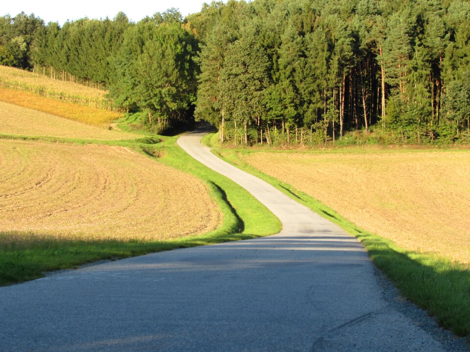 Road forest landscape