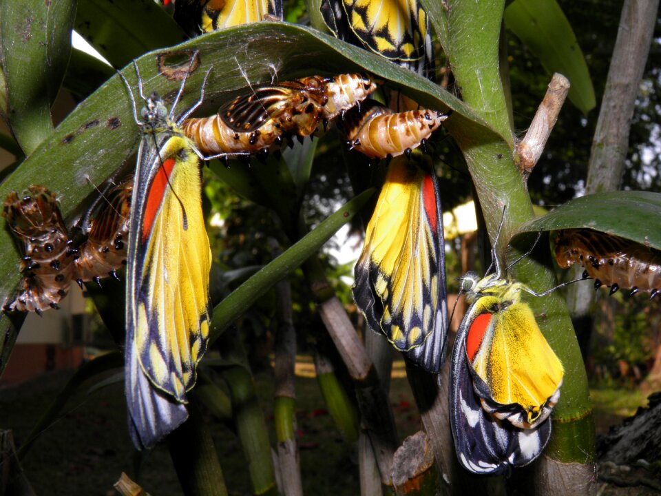 Butterflies garden thailand