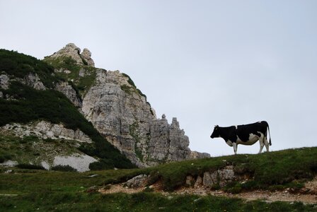 Cow mountain rock
