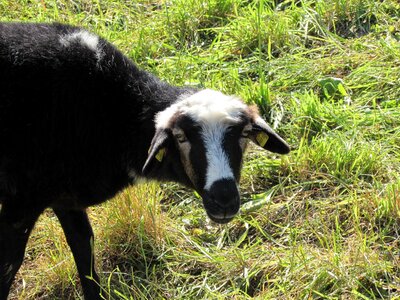 Grass graze animal
