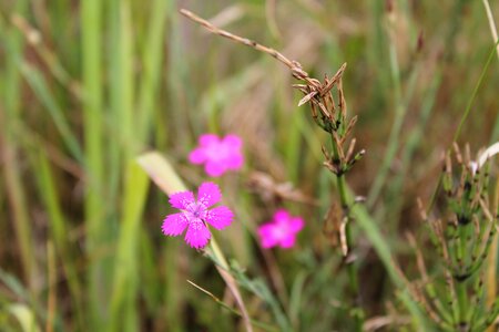 Pink flower plant photo