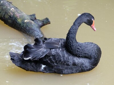 Black swan bird thailand