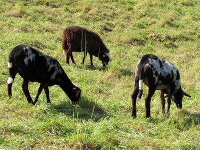 Graze flock animals