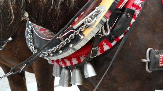 Animals ride draft horse