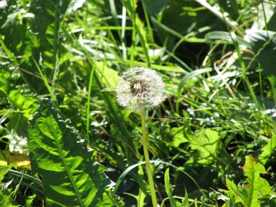 Bloom flower seeds