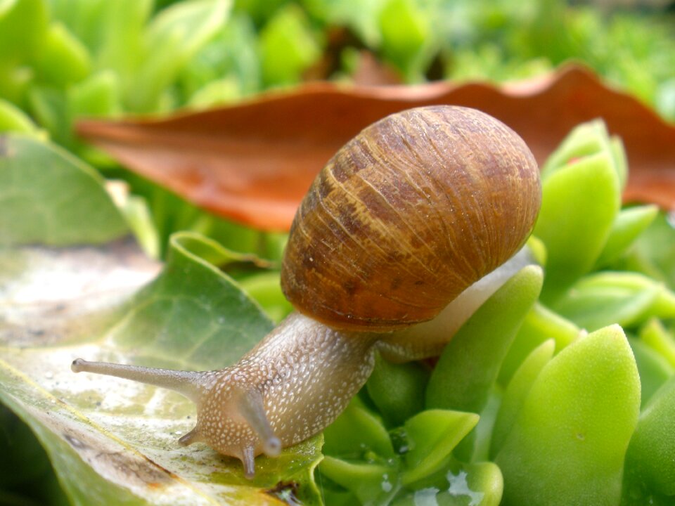 Garden nature shell