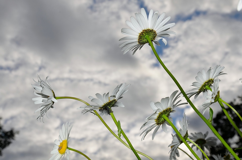 Blooms flower nature