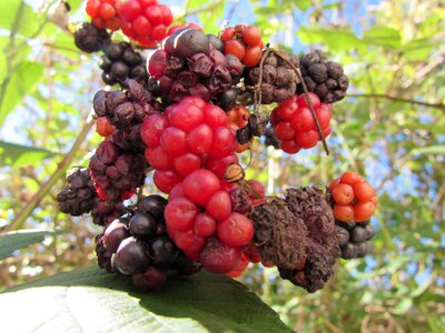Berries wild eco