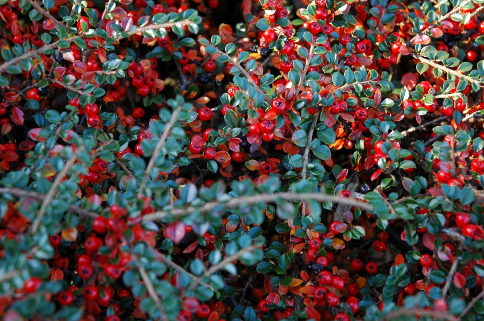 Berry fall nature