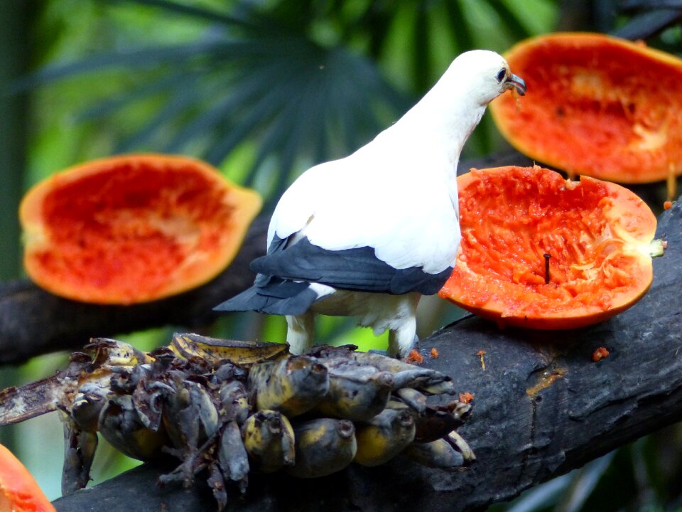 Papayas fruit thailand