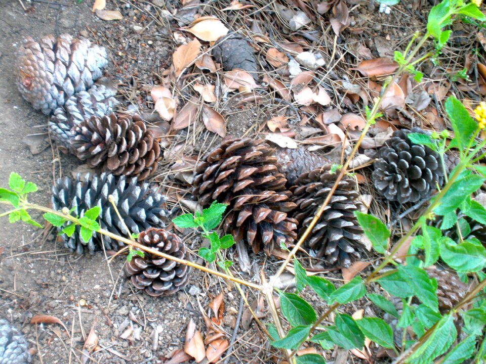 Season october brown