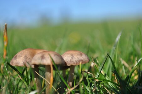 Organic fungi