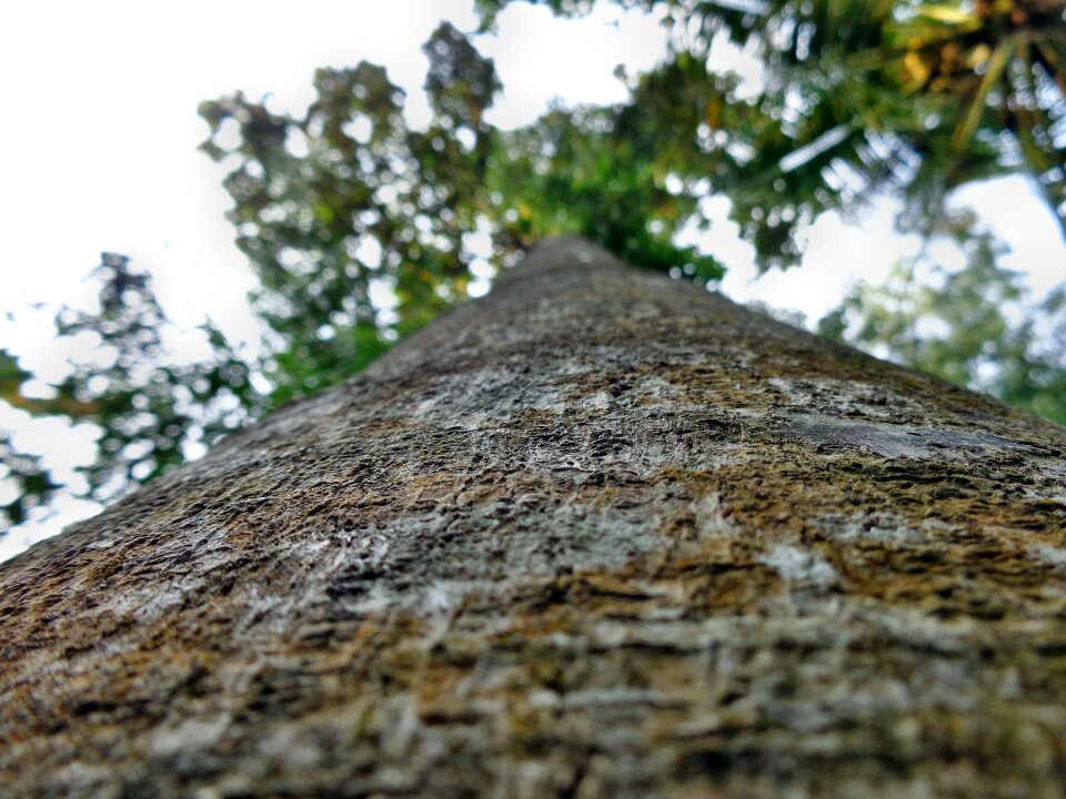 Big plant nature