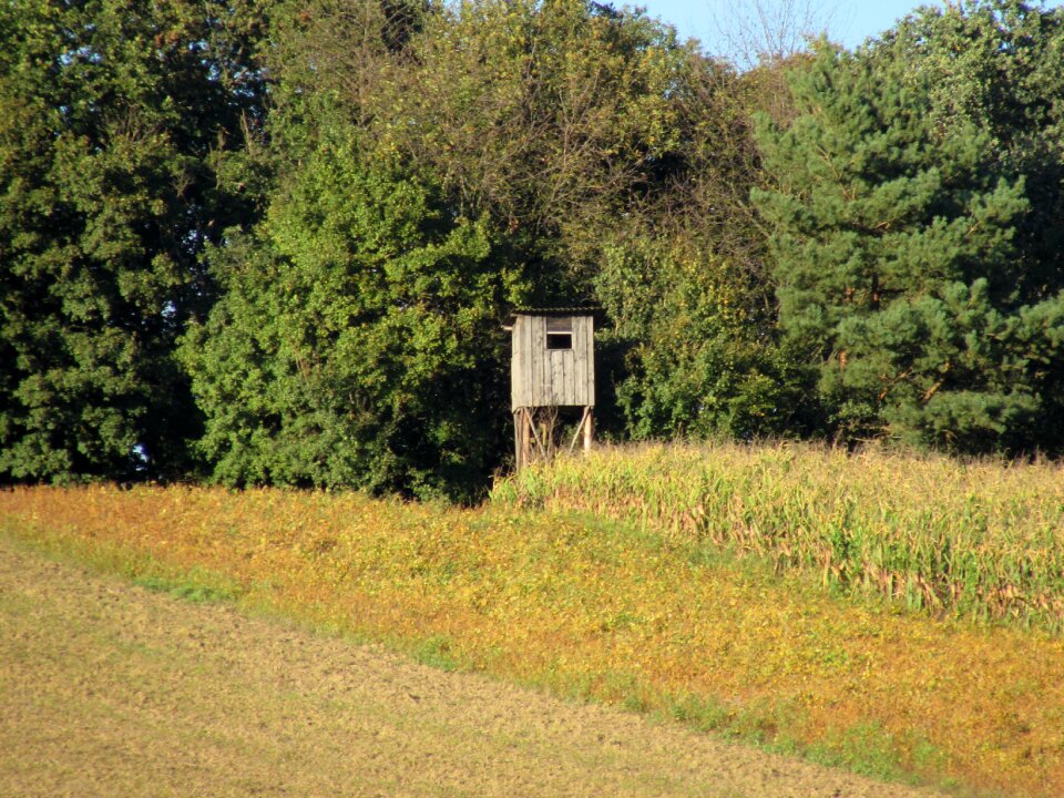 Hunter was forest trees