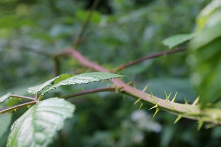 Shrubs leaf forest