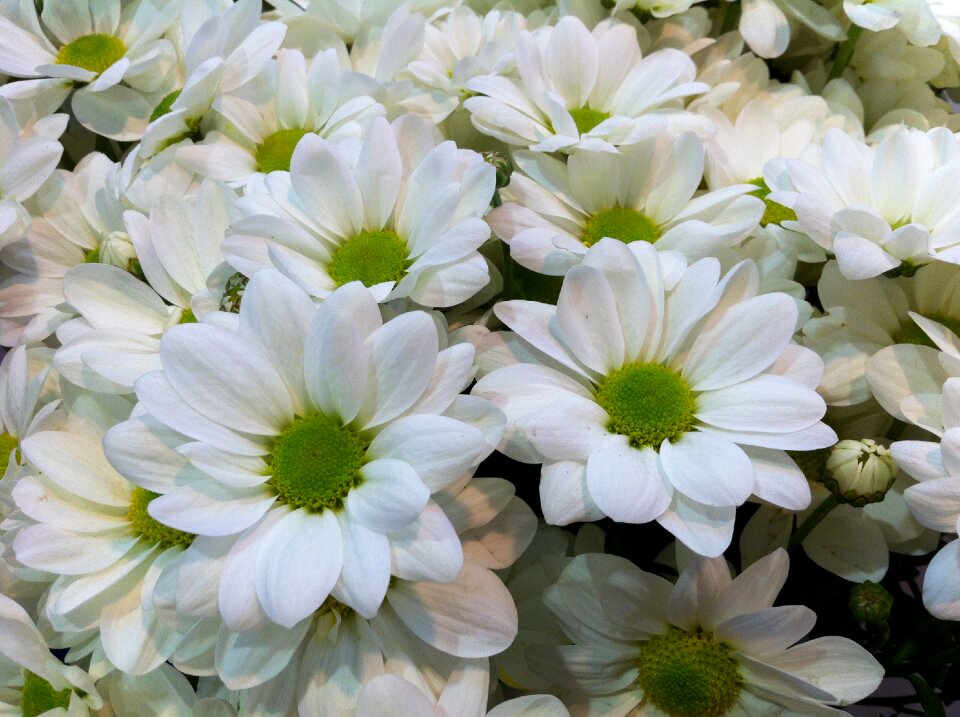 Flowers nature white flowers