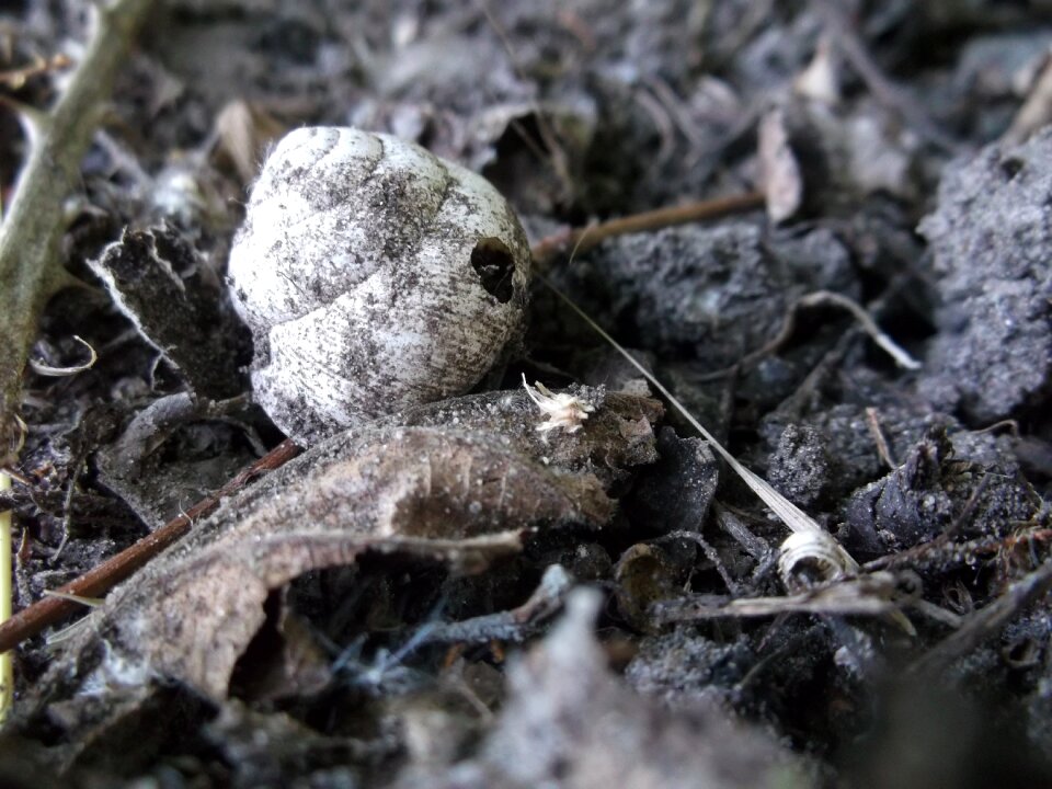 Snail shell gray white