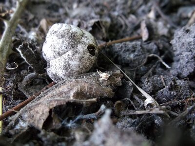 Snail shell gray white