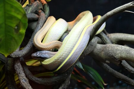 Nature green reptile photo