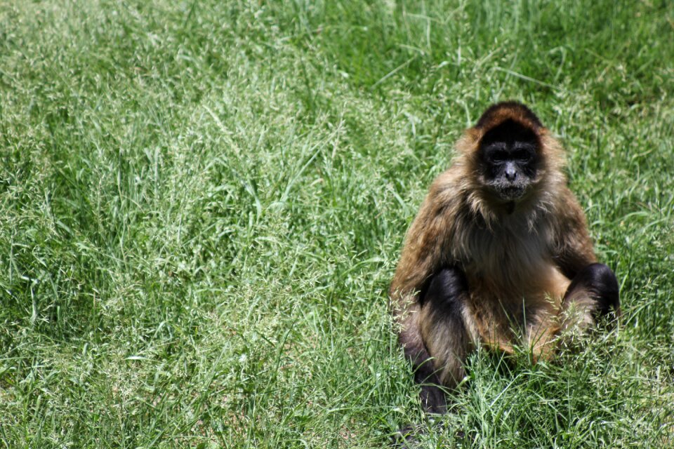 Animal nature primate
