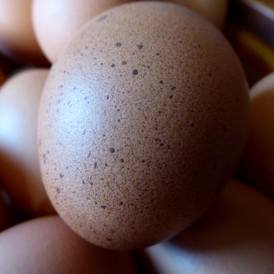 Nutrition chicken product eggshell
