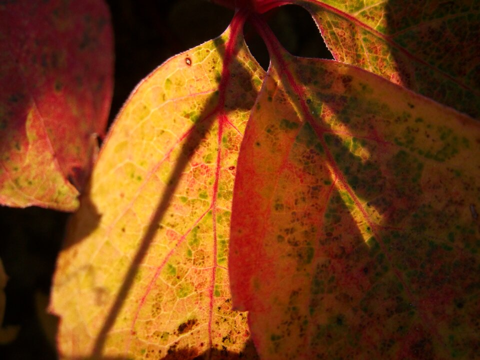 Nature leaf veins red