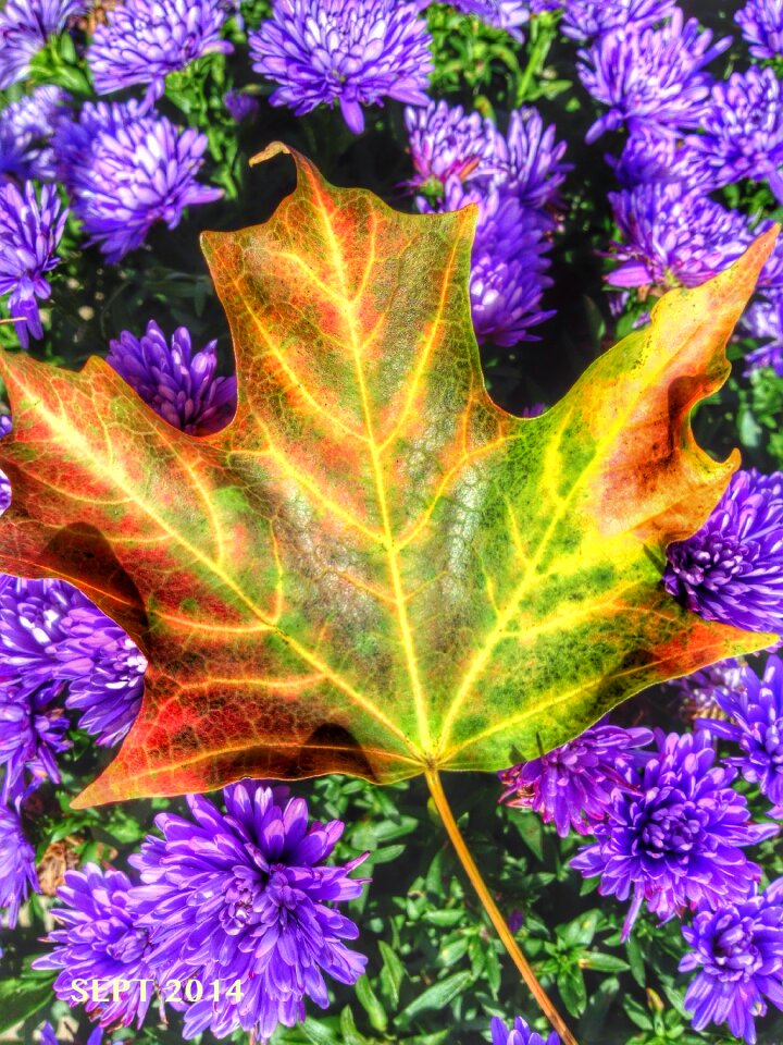 Colour autumn nature