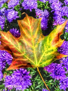 Colour autumn nature