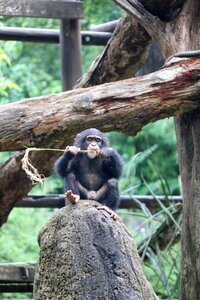 Animal ape mammal photo