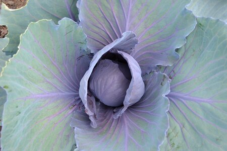 Cabbage horticulture kitchen garden