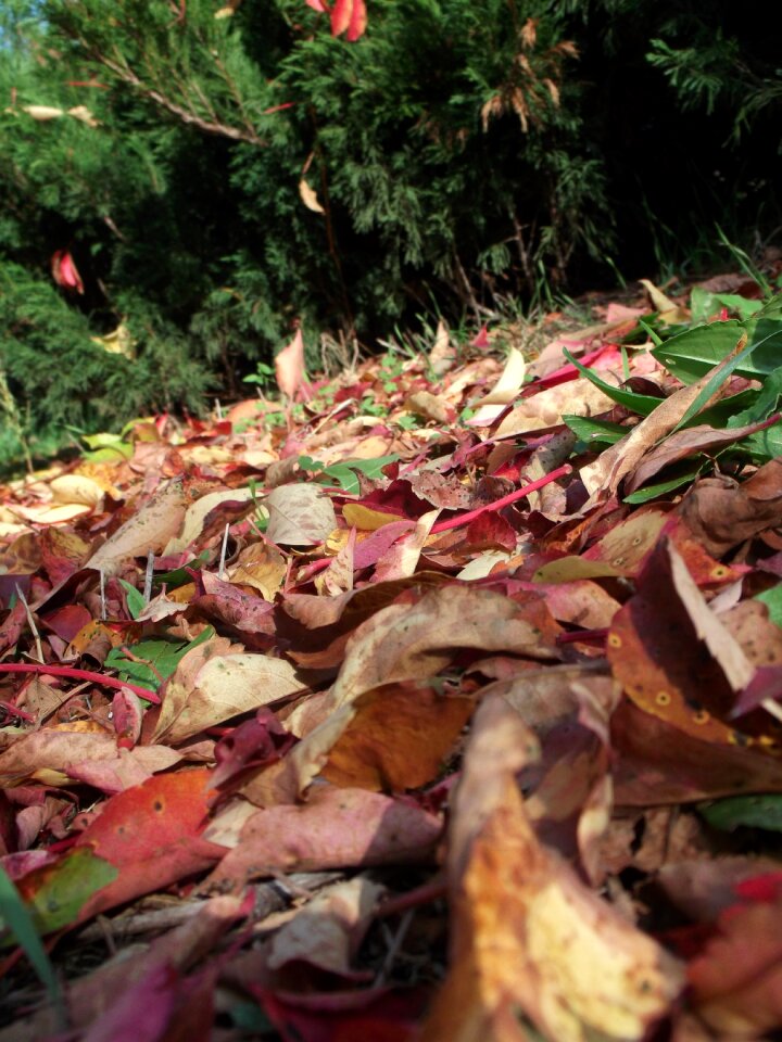 Nature red seasons