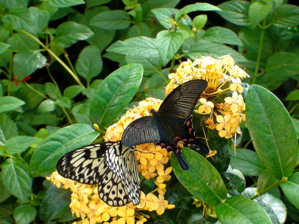 Nature summer green