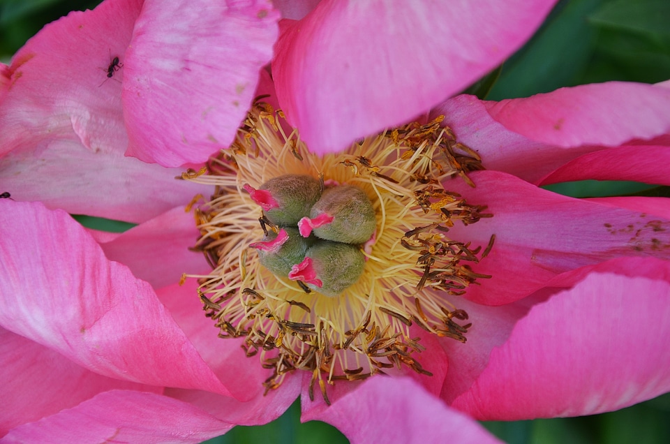 Nature wild flower pink