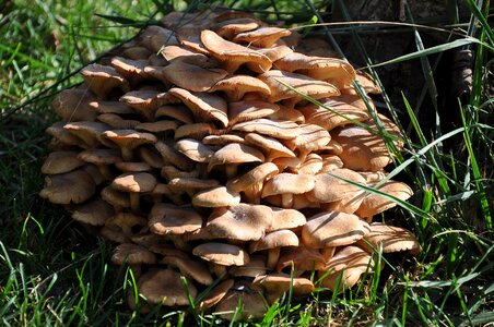 Green fungi