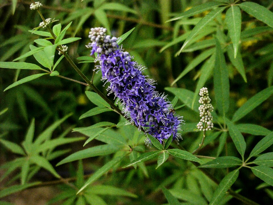 Lilac autumn nature