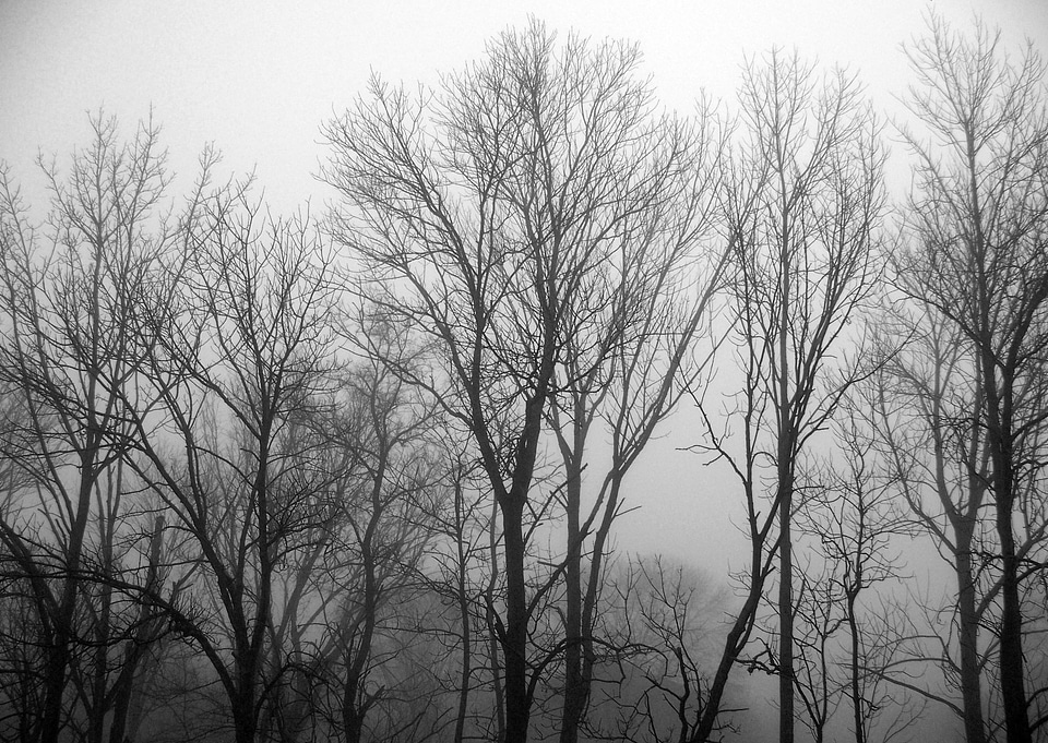 Nature landscape woods