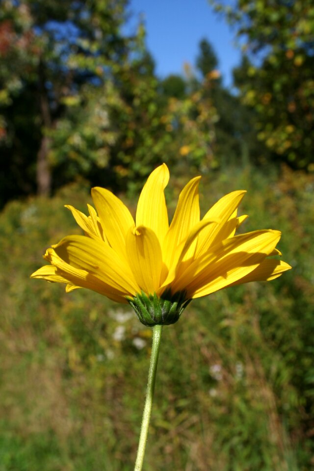 Wildflower yellow helianthus divaricatus