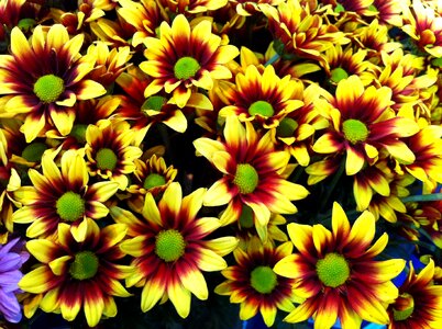 Flowers nature yellow flower