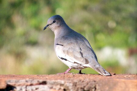 Animals birdie tropical bird